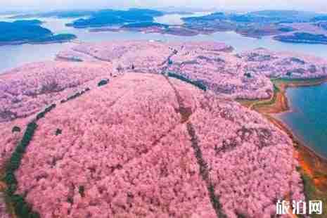 平壩櫻花園門票是多少 平壩櫻花園交通+介紹