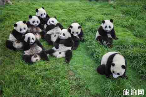 成都大熊貓繁育研究基地免費開放時間+門票預約攻略