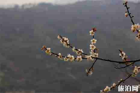 天露山梅花開放時間+門票+交通+介紹