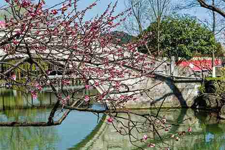 杭州看梅花的地方 杭州梅花觀賞地推薦