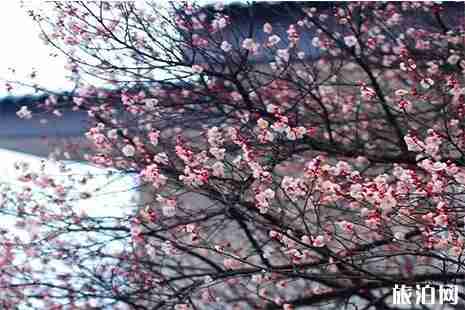 南京賞梅花好去處 南京梅花什么時候開