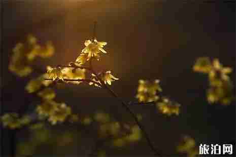 重慶看臘梅花的地方 臘梅花什么時(shí)候開