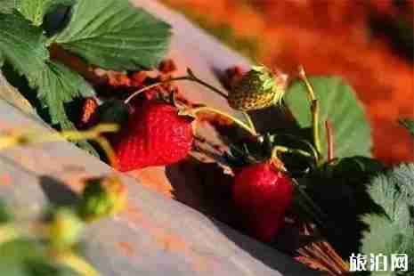 昆明冬草莓采摘地推薦 冬草莓幾月份可以采摘