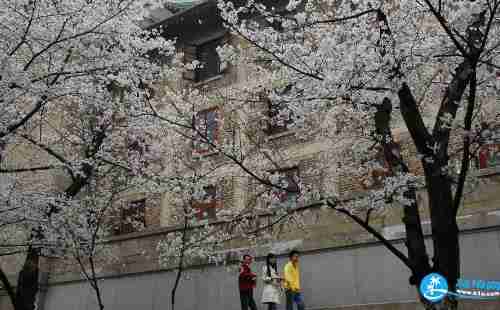 武大樱花限行限号规定(3月17日-5月1日)