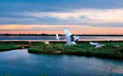 去崇明島怎么坐車 上海崇明島旅游交通攻略