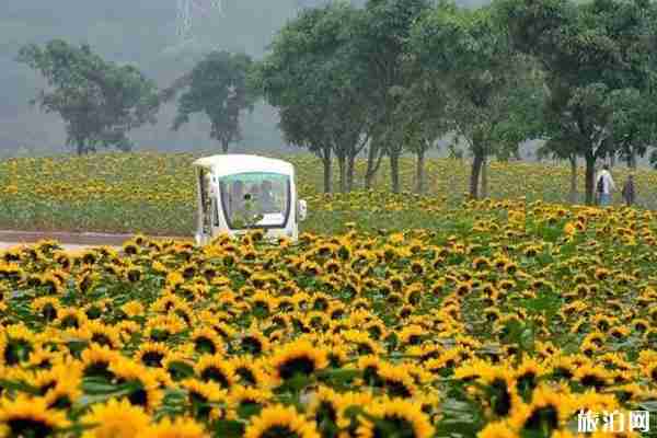 成都周边向日葵景点推荐