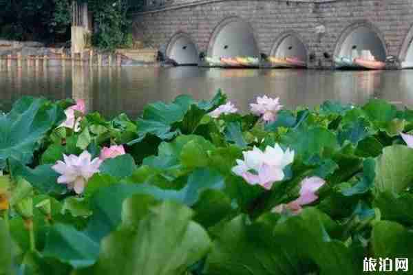 上海周边赏荷花的地方推荐
