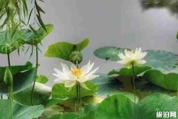 夏季洛阳赏花地点推荐 洛阳赏花攻略2020