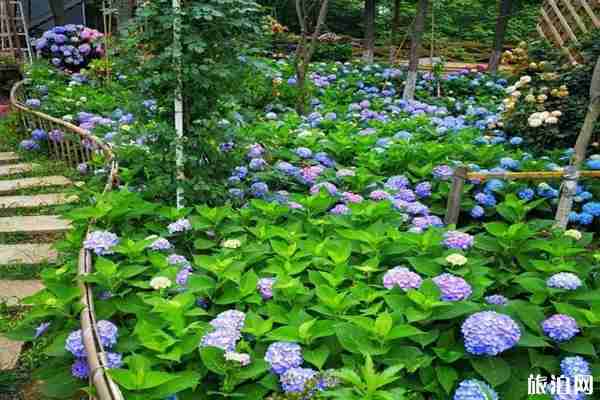 无锡哪里有绣球花 无锡绣球花景点推荐