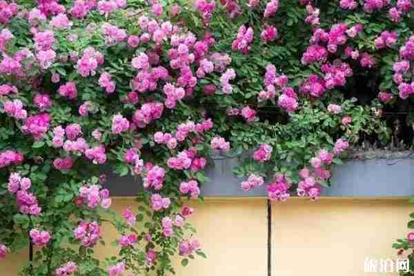 夏季南京赏花景点盘点 南京赏花有哪些地方不错