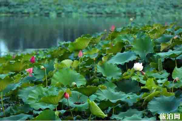 成都周边荷花观赏地点推荐