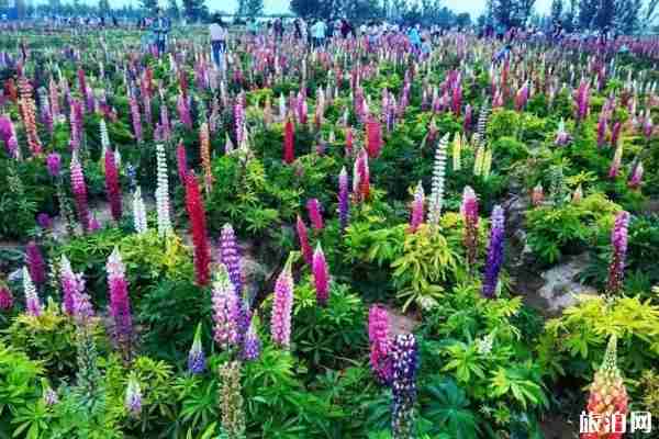 陕西鲁冰花海在哪里 陕西鲁冰花海推荐