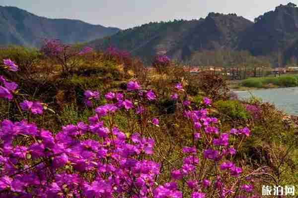 2020年五月吉林白山赏花攻略