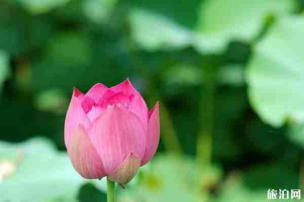 成都六月赏花的地方推荐 成都哪里可以赏花