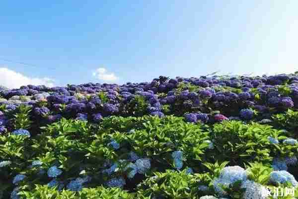 南国山花绣球花海观赏攻略