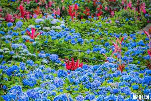 2020日本紫阳花花期级观赏地点推荐