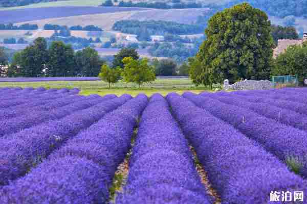 2020上海寻梦源薰衣草花期及优惠活动信息