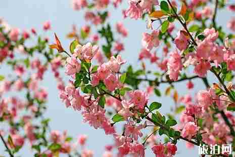 扬州瘦西湖赏花指南 花种+花期