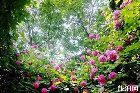 2019年春季曲阜赏花攻略