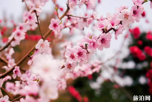 常州梅花什么时候开放 2019年常州公园花展地点