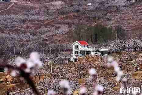 2019济南张夏杏花节攻略 时间+地址+活动内容