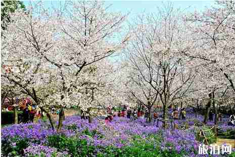 武汉公交赏花专线整理