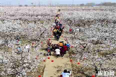 2019邢台杏花节3月18日开启