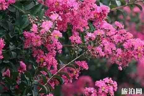 保定赏花的地方公园推荐