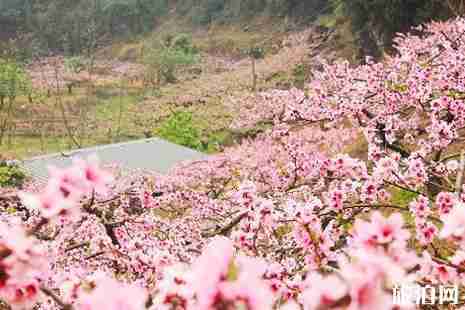 2019颐和园桃花什么时候开 颐和园桃花观赏攻略