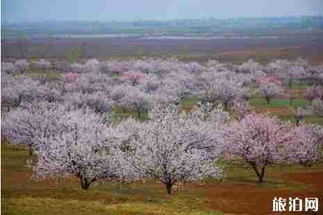 山西赏花的地方推荐