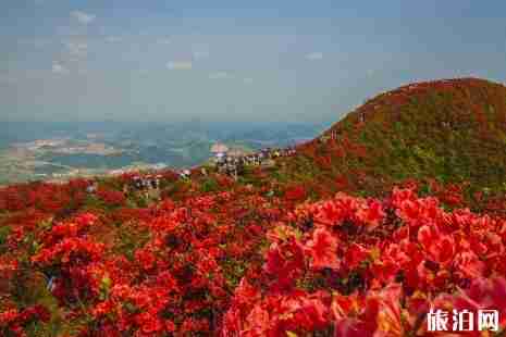 长沙杜鹃花去哪里看 橘子洲有哪些花