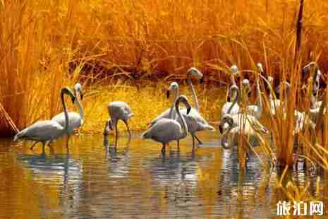 2019广州南沙水鸟世界门票+优惠政策