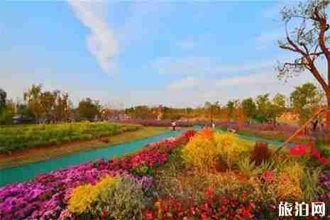 2019泰安近期赏花活动 桃花节+郁金香展