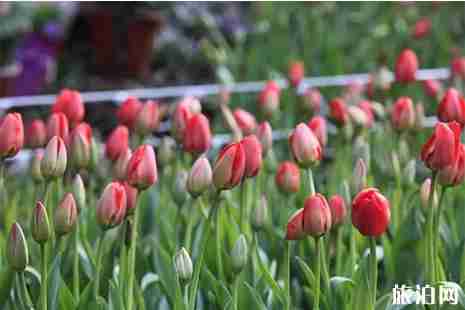 2019杭州太子湾郁金香开花时间