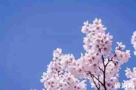 济宁赏花路线整理