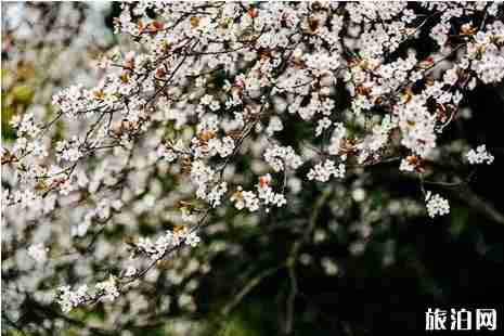 南充哪里可以看櫻花