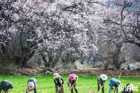 寧波哪里看桃花