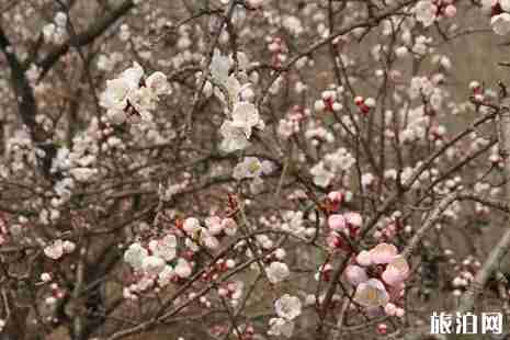 2019沂水諸葛杏花節(jié)活動(dòng)攻略