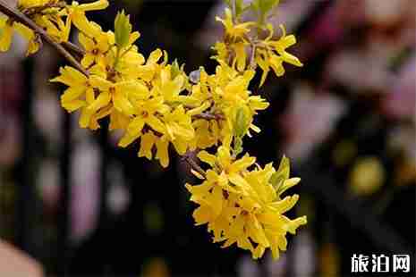 安陽(yáng)賞花的地方推薦