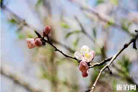 2019伊犁杏花節什么時候+地點+活動攻略