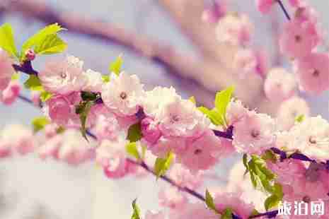 安徽蚌埠賞花地點推薦