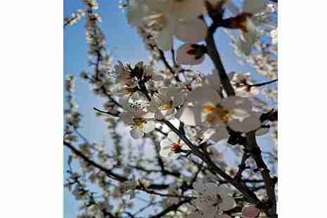 2019北京鳳凰嶺山桃花觀賞指南 附游玩線路