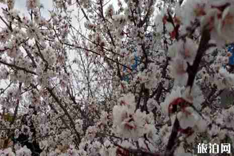 2019托克遜杏花節活動攻略