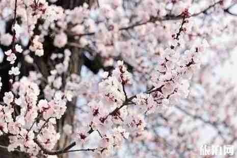 2019舊寨鄉杏花節時間+地點+活動介紹