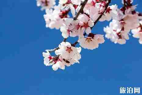 2019蘇州太湖綠洲桃花節時間+地點+活動攻略