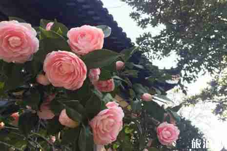 2019方塔山茶花展時間+地點+門票+交通+介紹