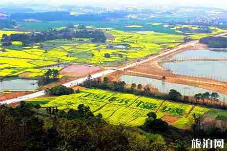 2019高淳金花節(jié)3月23日開啟 附活動事項