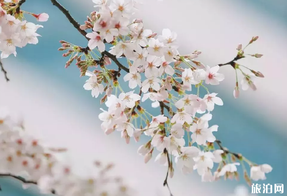 上海哪里的櫻花樹大 上海哪里可以看櫻花