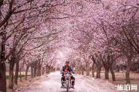 新疆杏花哪里最好看+花期+交通