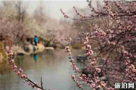 2019北京植物園桃花節時間+門票+交通+介紹